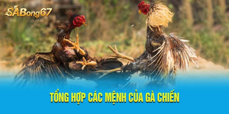 Tổng hợp các mệnh của gà chiến hay Tổng hợp các mệnh của gà chiến hay