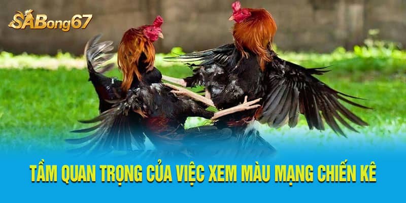 Tầm quan trọng của việc xem màu mạng chiến kê Tầm quan trọng của việc xem màu mạng chiến kê