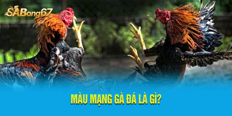 Màu mạng gà đá là áp dụng ngũ hành để chọn gà đá Màu mạng gà đá là áp dụng ngũ hành để chọn gà đá