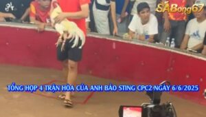 TỔNG HỢP 4 TRẬN HÒA CỦA ANH BẢO STING
