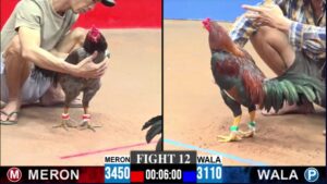 TRẬN 12 CPC3 31/5/2026